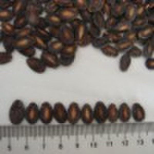 black melon seeds