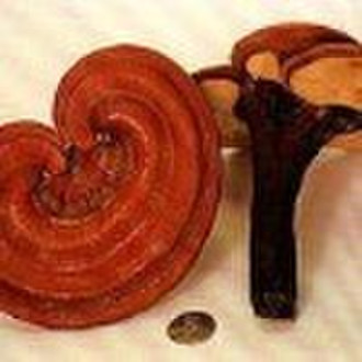 reishi mushroom p.e.