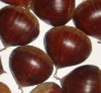 fresh chestnut