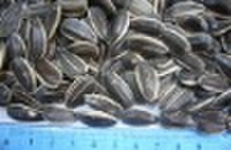 SUNFLOWER SEEDS