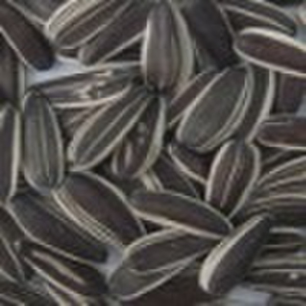 Sunflower seeds 5009, 8mm and 9mm