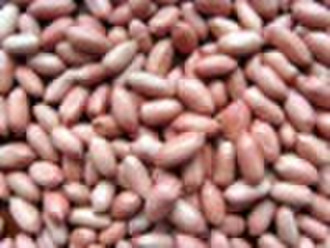 peanut  kernel  with  red  skin