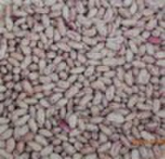 Light Speckled Kidney Beans. Long Shape.