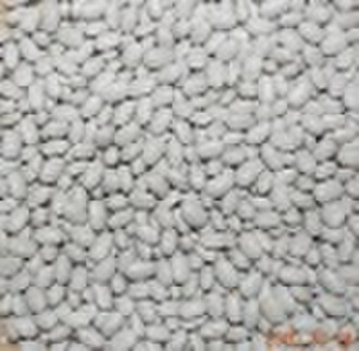 White Kidney Beans. Japanese Type. New Crop2010