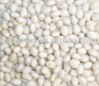 White Beans.(White Navy Beans)Crop 208.