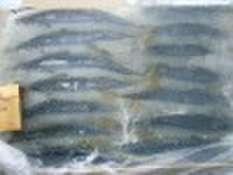 Gefrorenen Makrelen