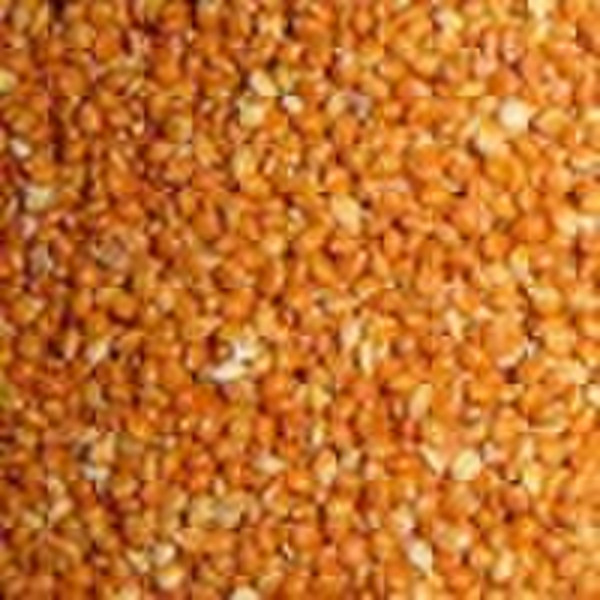 Red  millet in husk for bird feed
