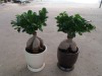 Ficus ginseng