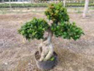 Ficus ginseng