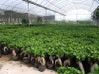 Ficus ginseng