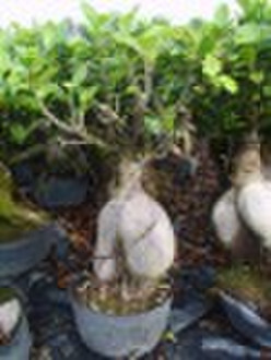 Gindeng Ficus