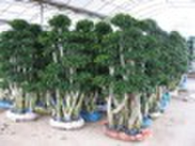 big Ficus Bonsai tree