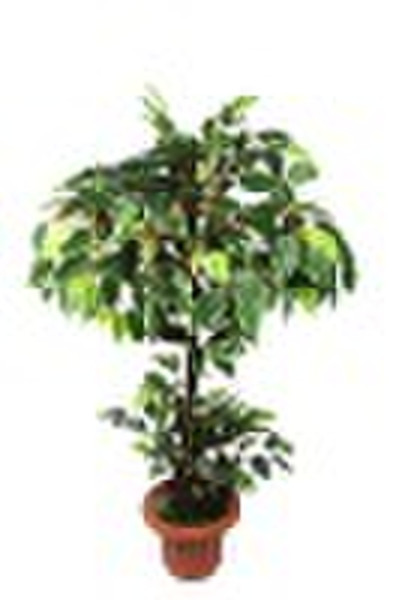 Ficus tree