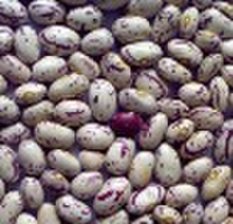 Light Speckled Kidney Beans American  Round Shape