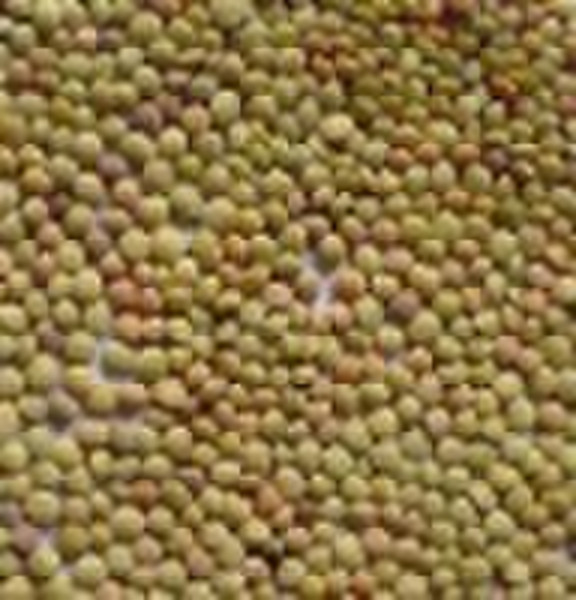 Green Lentils