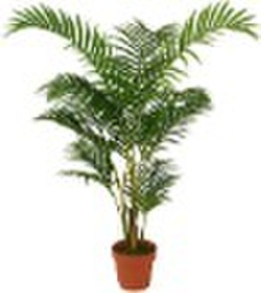 假树假的植物、棕榈areca