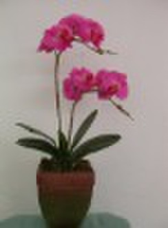 artificial orchid