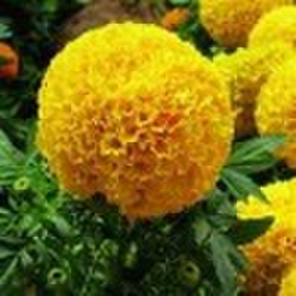 Lutein Crystal(5-99%)--Marigold extract