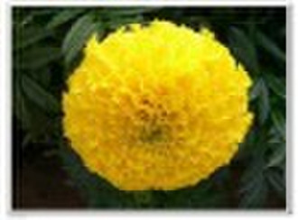 Flüssige Lutein - Marigold Extract