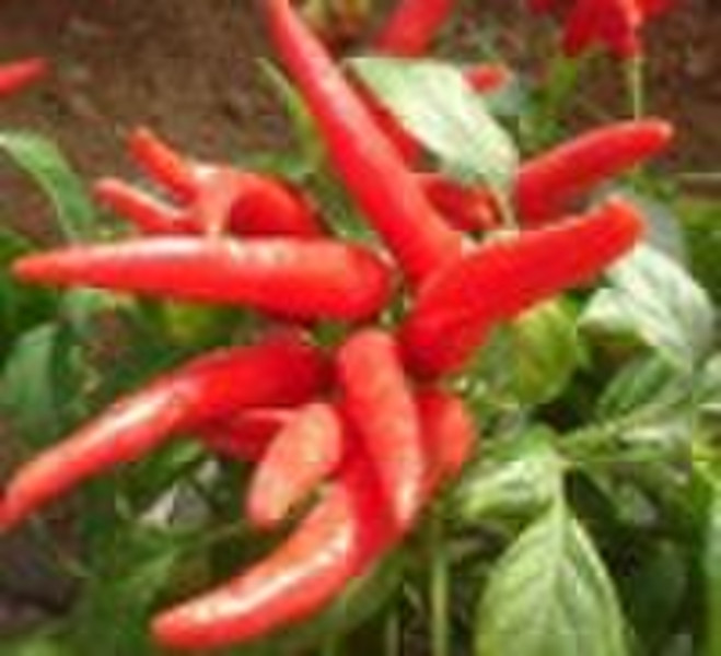 Capsaicin--Food Sauce