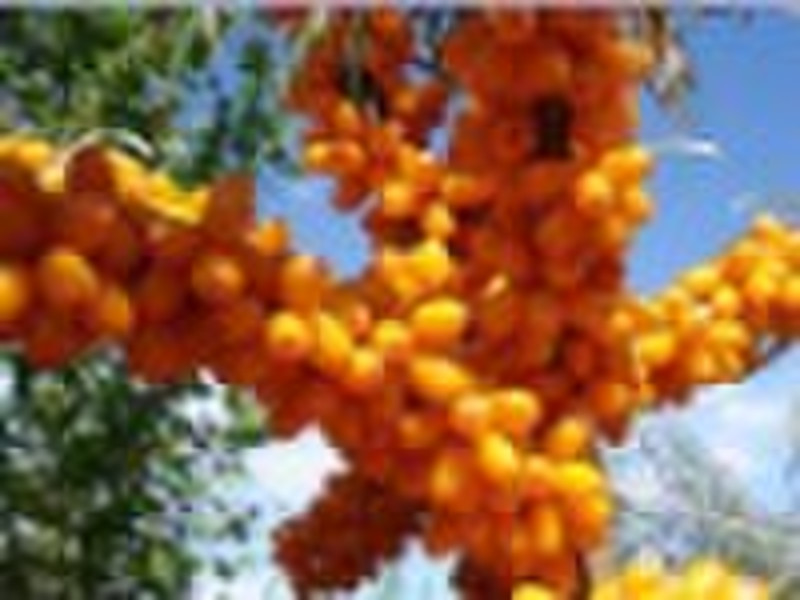 植物油从Seabuckthorn