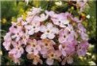 Eugenol essential oil