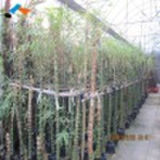 018 Horticultural plants