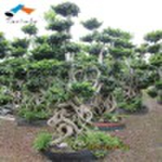 030 Ficus microcarpa