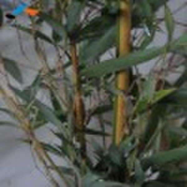 003 Phyllostachys vivax f. aureocaulis