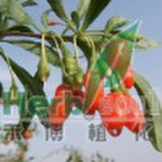 goji extract