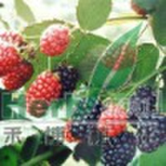 Mulberry Powder Extract