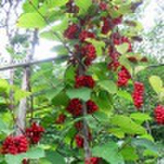 Schisandra Extract Powder