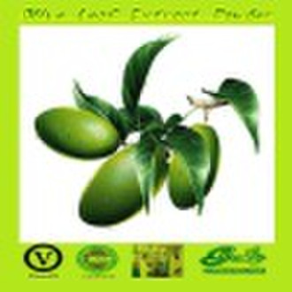 Olive Leaf P.E.