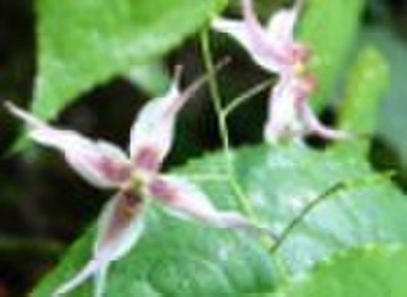 Epimedium Extracts 20%