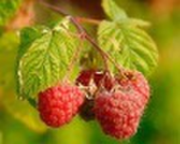 Raspberry Extract