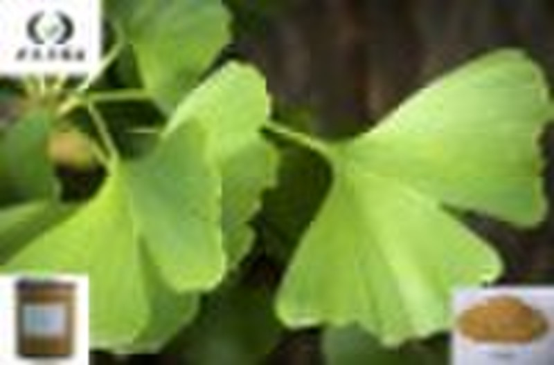 Gingko leaf Extract