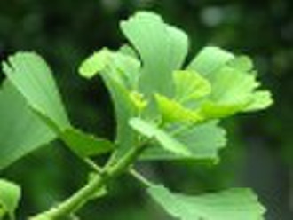 ginkgo biloba extract USP30