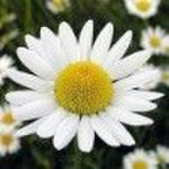 High quality Chamomile Extract