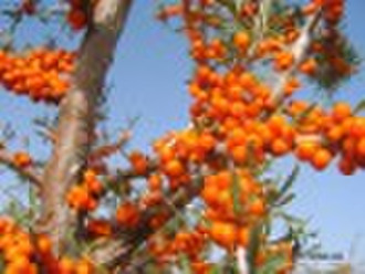 Seabuckthorn Oil