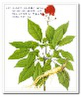 Ginseng Extract