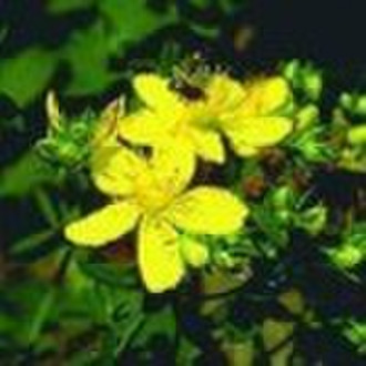 St. John's Wort P.E.