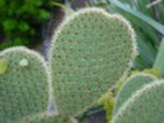 Cactus Paddles (Nopales) P.E.(Extract) 20:1