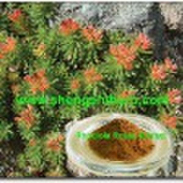 rhodiola rosea extract