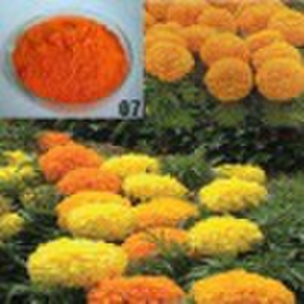 Lutein , marigold extract , lutein powder