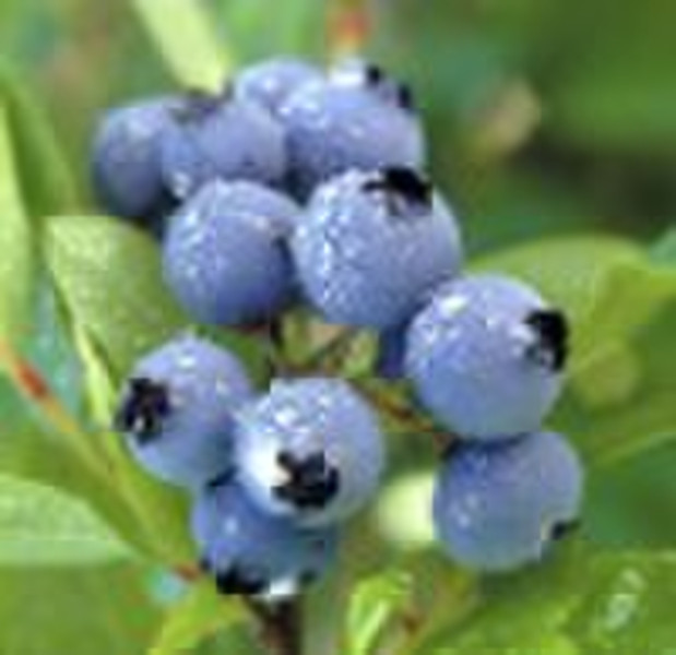 Bilberry Extract 25%