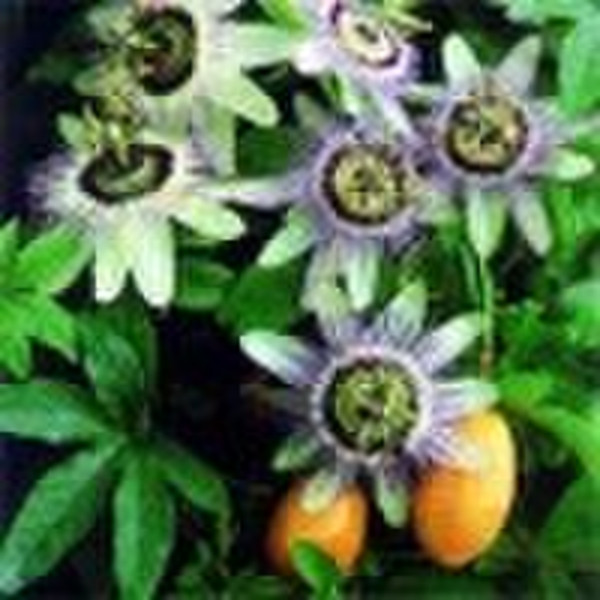 Passion Flower Extract