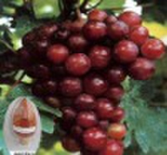 Grape Seed Extract 95%