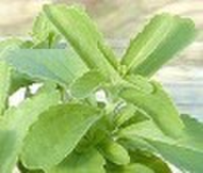 2010 stevia seeds  Plant Extract