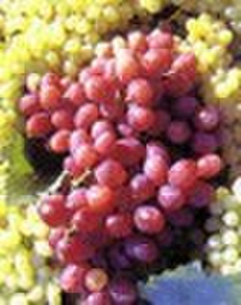 Экстракт виноградных косточек