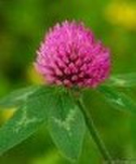 Red Clover 20%